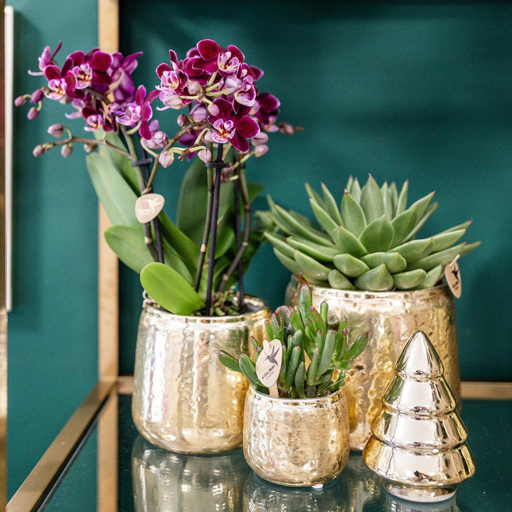 Kolibri Orchids | Rosa lila Phalaenopsis Orchidee - El Salvador + Luxus goldenen Topf - Topfgröße Ø9cm - 40cm hoch | blühende Zimmerpflanze - frisch vom Züchter-Plant-Botanicly