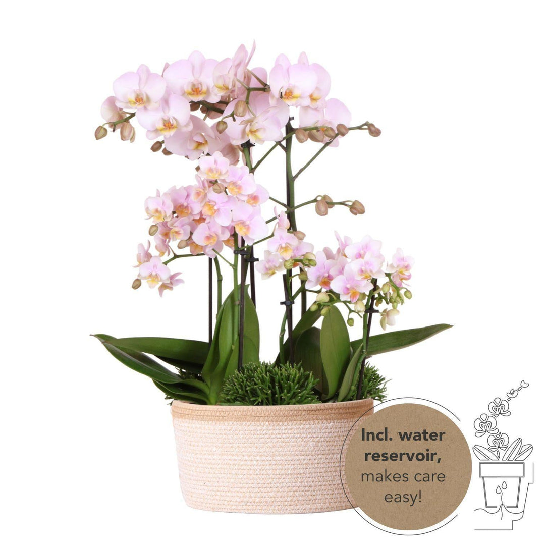 Kolibri Orchids | rosa Pflanzenset im Baumwollkorb inkl. Wassertank | drei rosa Orchideen und drei Grünpflanzen Rhipsalis | Feldblumenstrauß rosa mit autarkem Wassertank-Plant-Botanicly