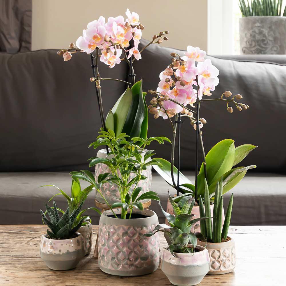 Kolibri Orchids | Rosa Phalaenopsis Orchidee - Andorra - Topfgröße Ø9cm | blühende Zimmerpflanze - frisch vom Züchter-Plant-Botanicly