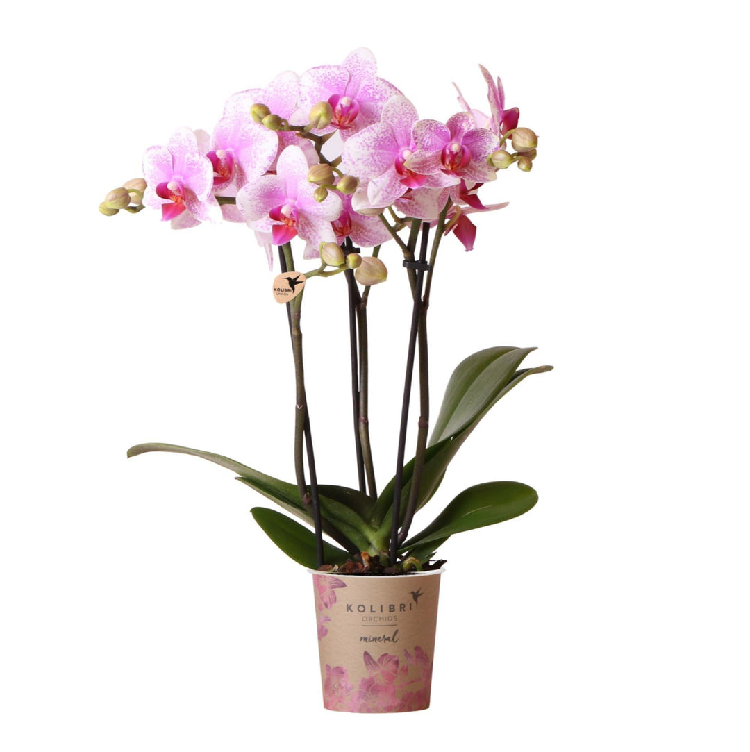 Kolibri Orchids | Rosa Phalaenopsis Orchidee - Mineral Rotterdam - Topfgröße Ø9cm | blühende Topfpflanze - frisch vom Züchter-Plant-Botanicly