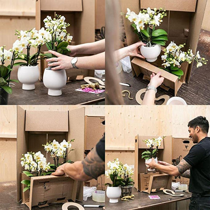 Kolibri Orchids - Überraschungsbox Mix - Pflanzen Vorteilsbox - Überraschungsbox mit 4 verschiedenen Orchideen - frisch vom Züchter-Plant-Botanicly