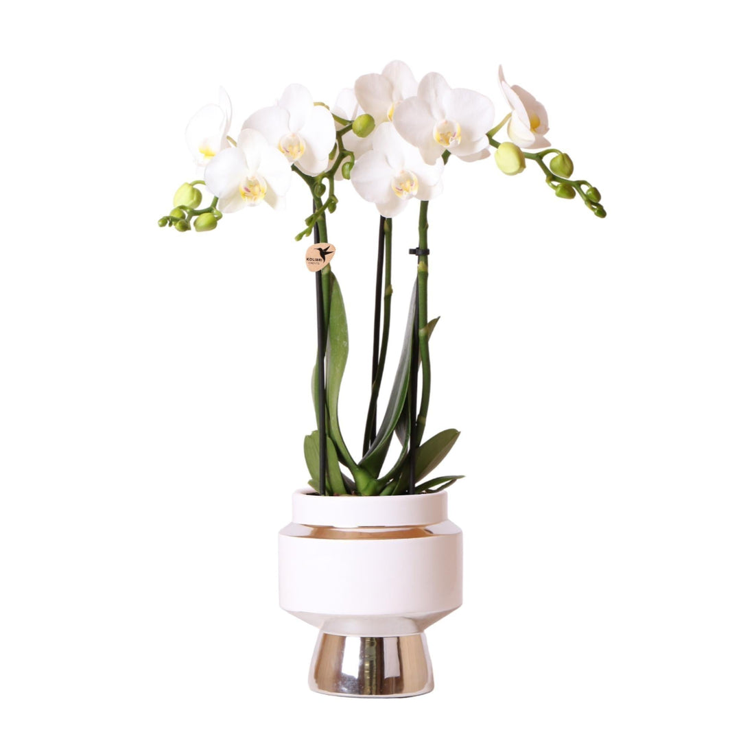 Kolibri Orchids | Weiße Phalaenopsis Orchidee - Amabilis + Le Chic Deko-Topf silber - Topfgröße Ø9cm - 40cm hoch | blühende Zimmerpflanze im Blumentopf - frisch vom Züchter-Plant-Botanicly