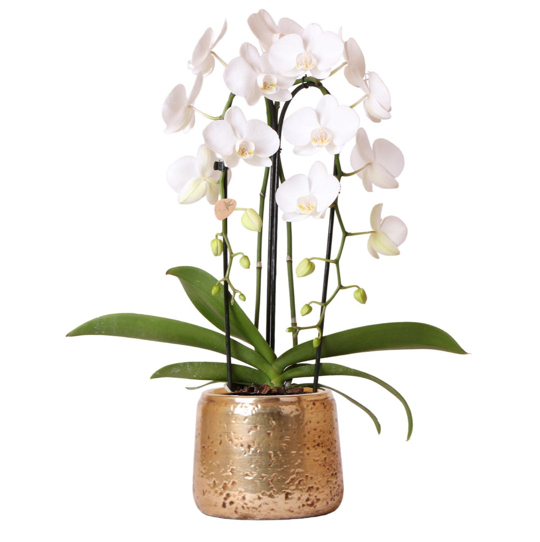 Kolibri Orchids | Weiße Phalaenopsis-Orchidee Niagara Fall im goldenen Ziertopf - Ø12cm | blühende Zimmerpflanze im Blumentopf - frisch vom Züchter-Plant-Botanicly