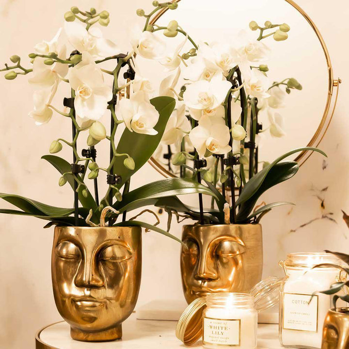 Kolibri Orchids | weiße Phalaenopsis-Orchidee - Niagara Fall - Topfgröße Ø9cm | blühende Zimmerpflanze - frisch vom Züchter-Plant-Botanicly