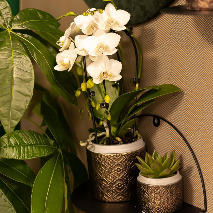 Kolibri Orchids | weiße Phalaenopsis-Orchidee - Niagara Fall - Topfgröße Ø9cm | blühende Zimmerpflanze - frisch vom Züchter-Plant-Botanicly