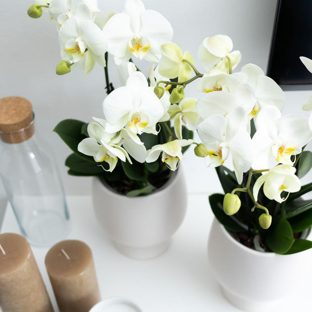 Kolibri Orchids | Weiße Phalaenopsis Orchidee Topfgröße - Jewel Ghent + Scandic weißer Dekotopf - Topfgröße Ø12cm | blühende Zimmerpflanze - frisch vom Züchter-Plant-Botanicly