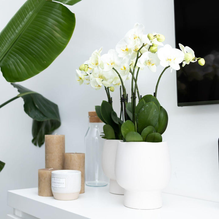 Kolibri Orchids | Weiße Phalaenopsis Orchidee Topfgröße - Jewel Ghent + Scandic weißer Dekotopf - Topfgröße Ø12cm | blühende Zimmerpflanze - frisch vom Züchter-Plant-Botanicly