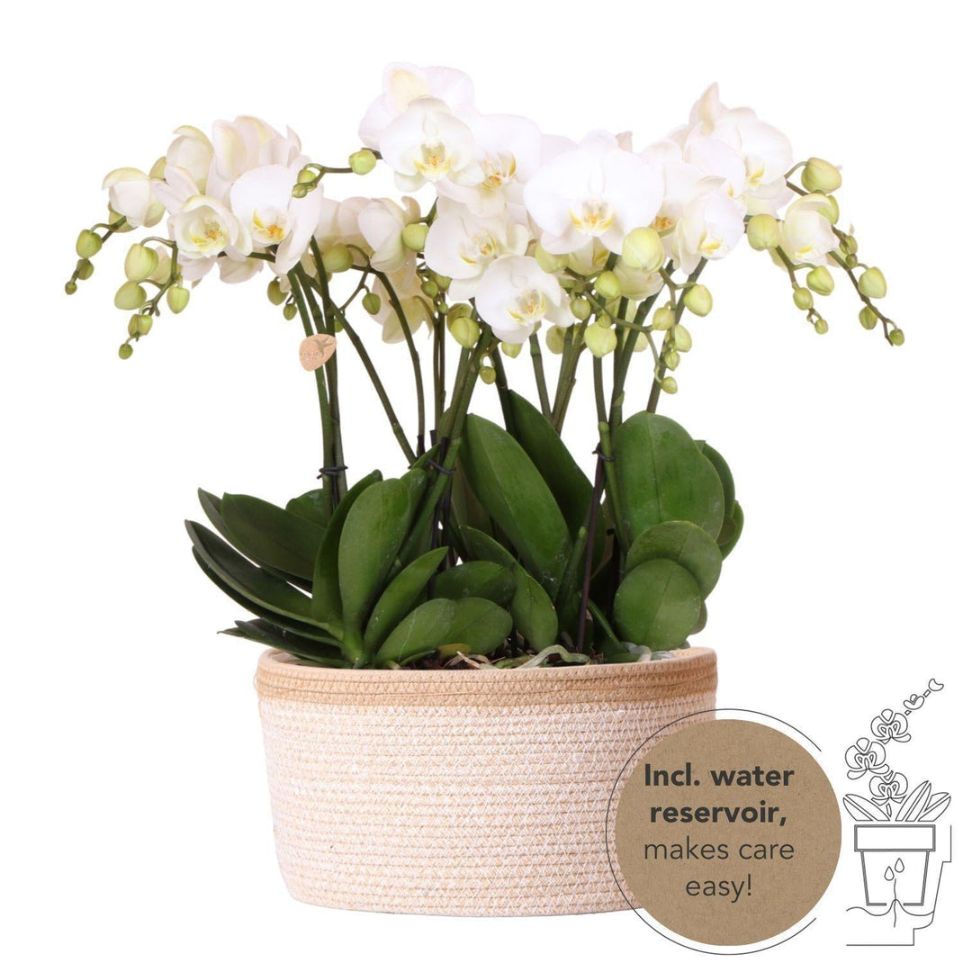 Kolibri Orchids | weißes Orchideen-Set im Baumwollkorb inkl. Wassertank | drei weiße Orchideen Gent 12cm | Mono Bouquet weiß mit autarkem Wassertank.-Plant-Botanicly