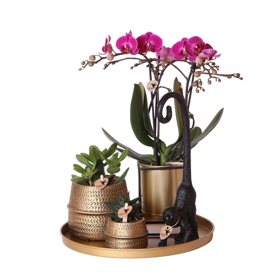 Komplettes Pflanzenset Hotel Chic - lila | Grünpflanzen mit lila Phalaenopsis-Orchidee inkl. Keramik-Ziertöpfe und Zubehör-Plant-Botanicly