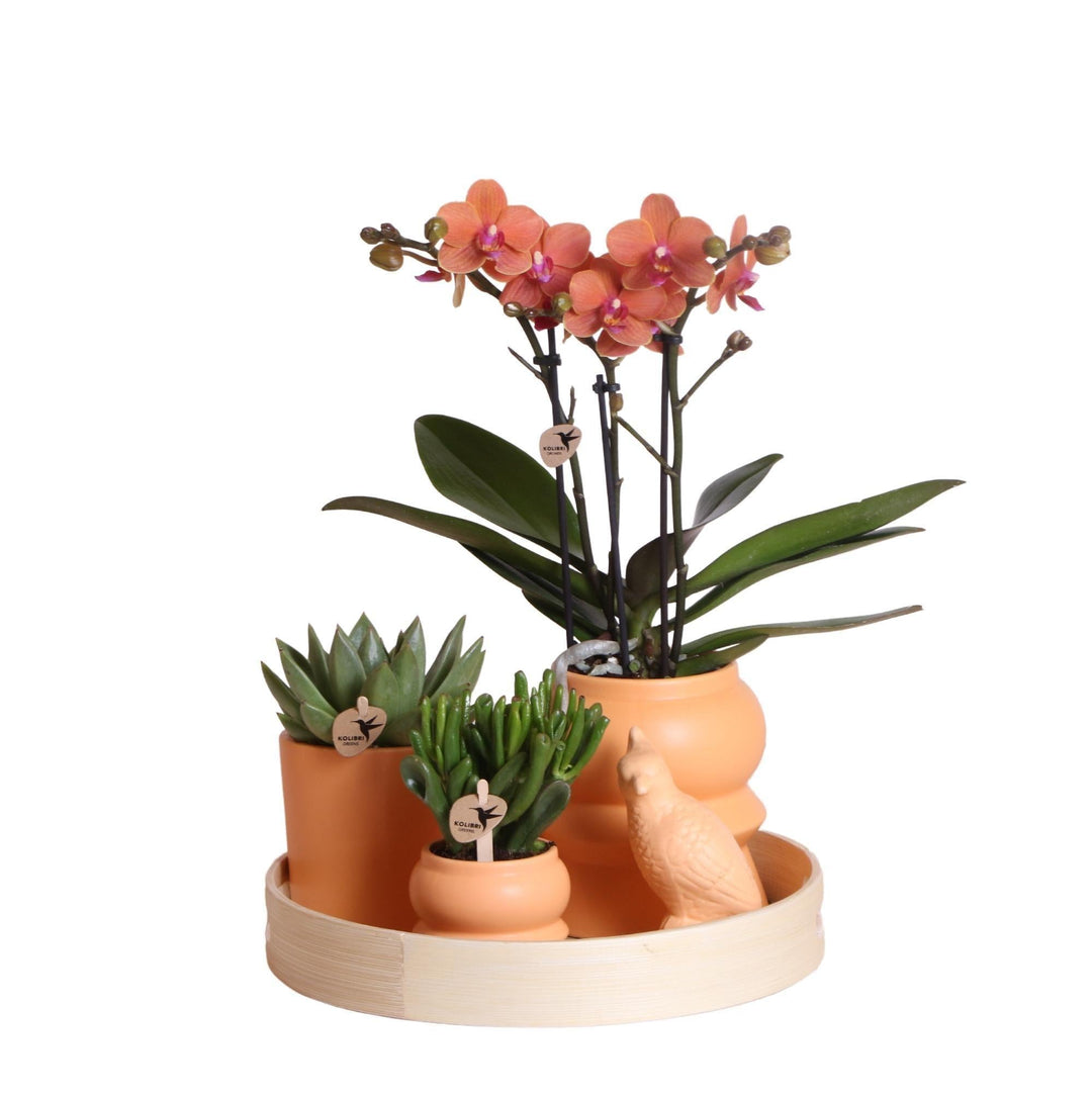 Komplettes Pflanzenset Optimismus - Pfirsich | Grünpflanzen mit oranger Phalaenopsis-Orchidee inkl. orangen Keramiktöpfen und Zubehör-Plant-Botanicly