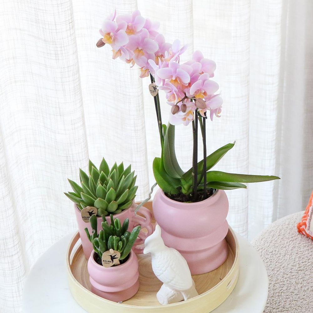 Komplettes Pflanzenset Optimismus - rosa | Grünpflanzen mit rosa Phalaenopsis-Orchidee inkl. Keramik-Ziertöpfe und Zubehör-Plant-Botanicly