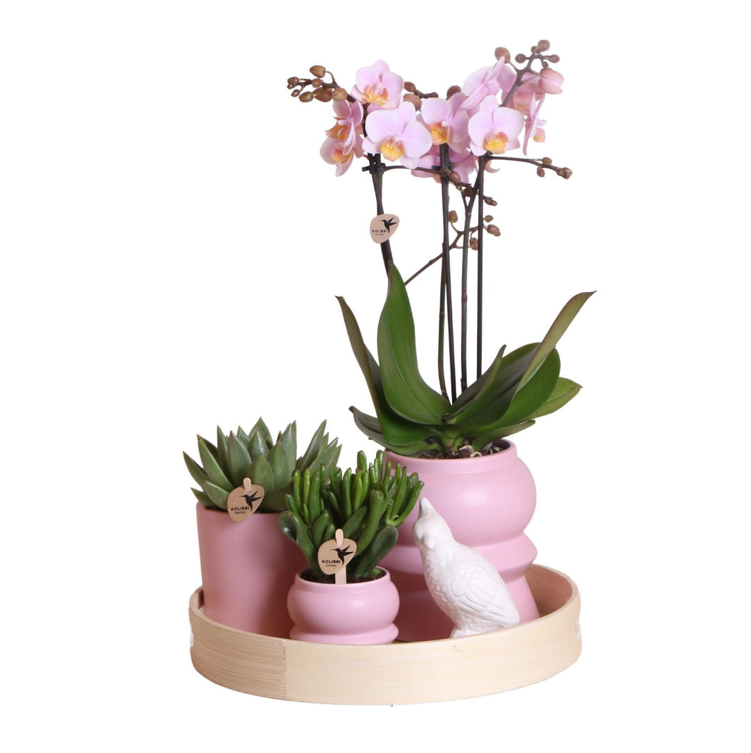 Komplettes Pflanzenset Optimismus - rosa | Grünpflanzen mit rosa Phalaenopsis-Orchidee inkl. Keramik-Ziertöpfe und Zubehör-Plant-Botanicly