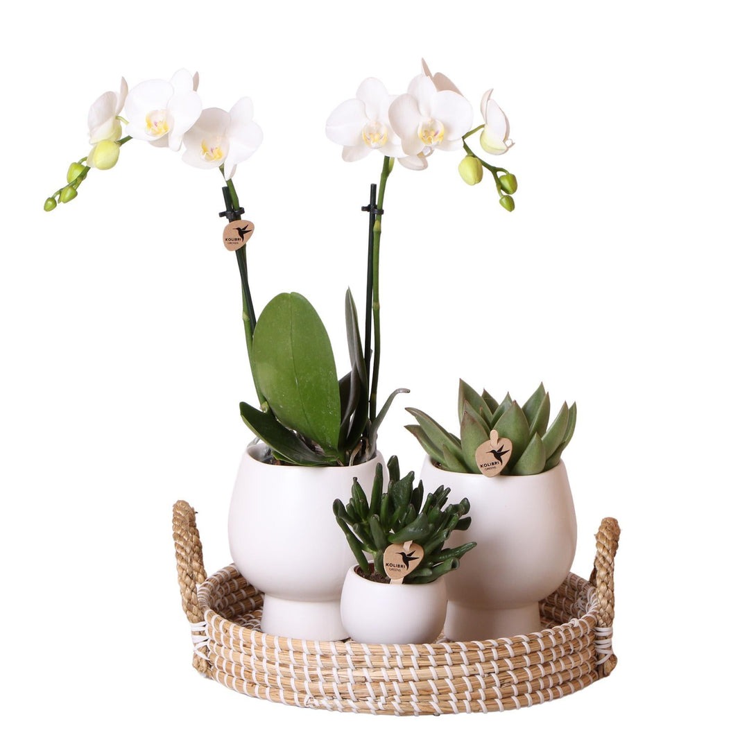 Komplettes Pflanzenset Scandic weiß | Grünes Pflanzenset mit weißer Phalaenopsis Orchidee und Sukkulenten inkl. Keramik-Ziertöpfe-Plant-Botanicly