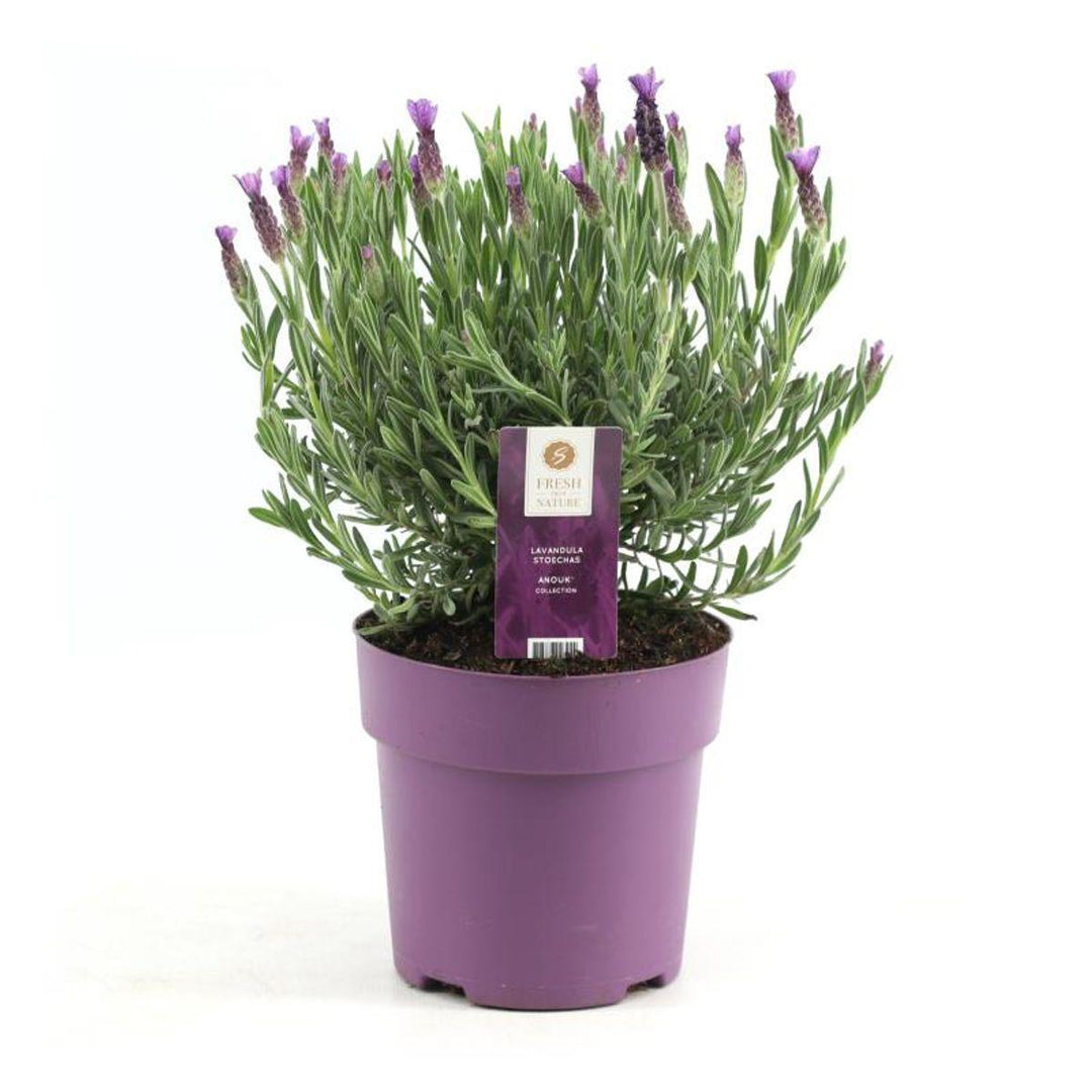 Lavendel stoechas Anouk rosa Ø15 cm - ↕30 cm-Plant-Botanicly