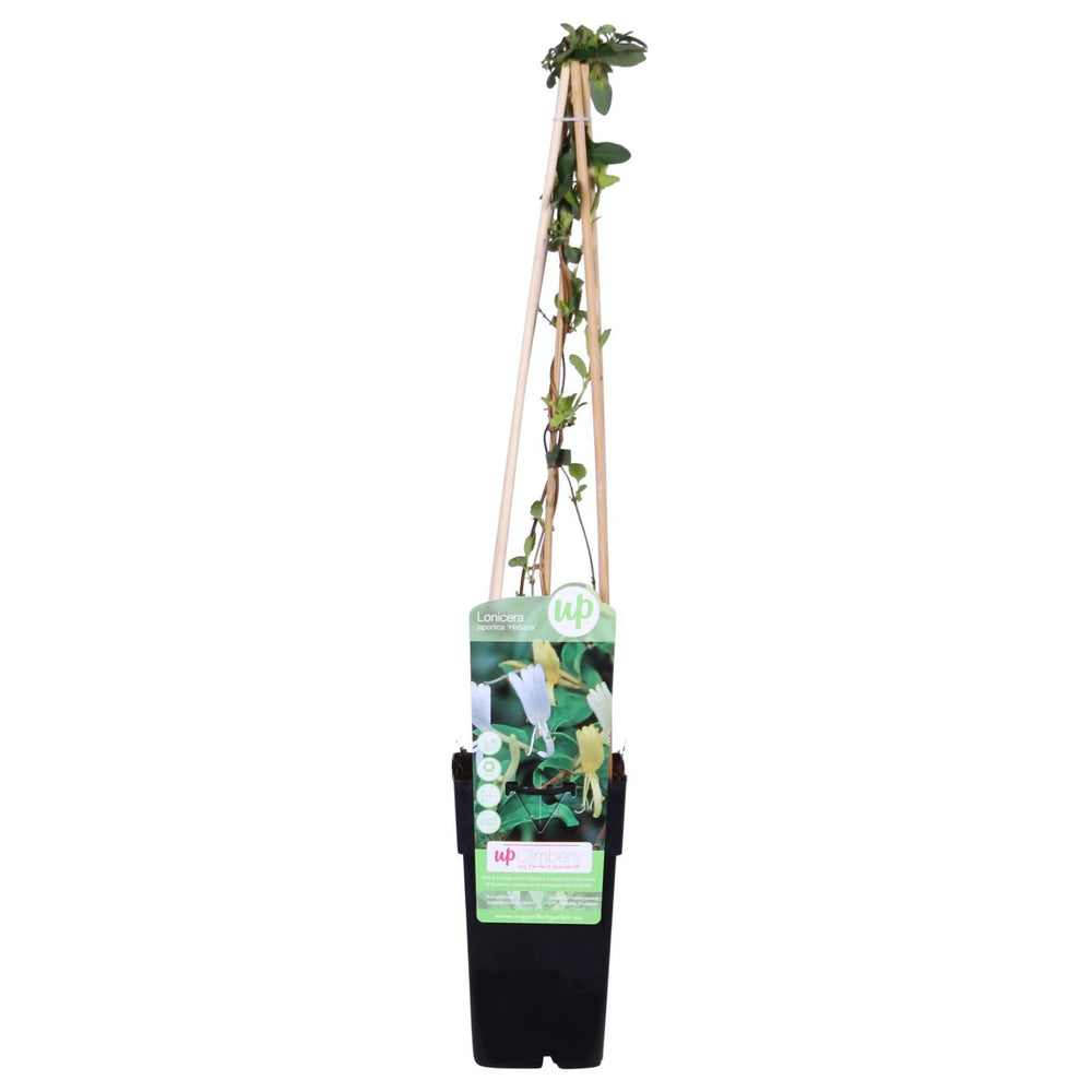 Lonicera japonica 'Halliana' - ↨65cm - Ø15-Plant-Botanicly