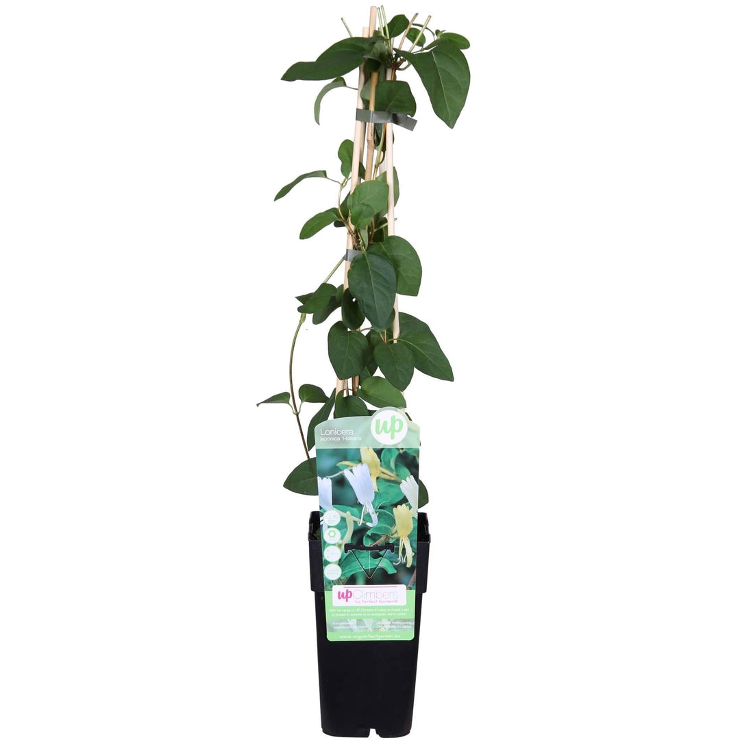 Lonicera japonica 'Halliana' - ↨65cm - Ø15-Plant-Botanicly