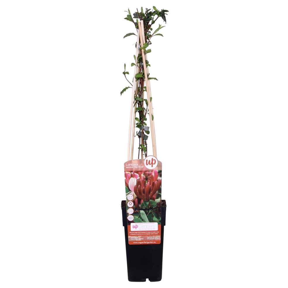 Lonicera japonica 'Red World' - ↨65cm - Ø15-Plant-Botanicly