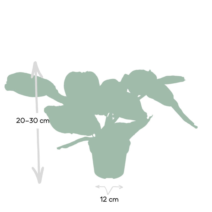 Maranta Fascinator - Pfeilwurz - 20cm - Ø12-Plant-Botanicly