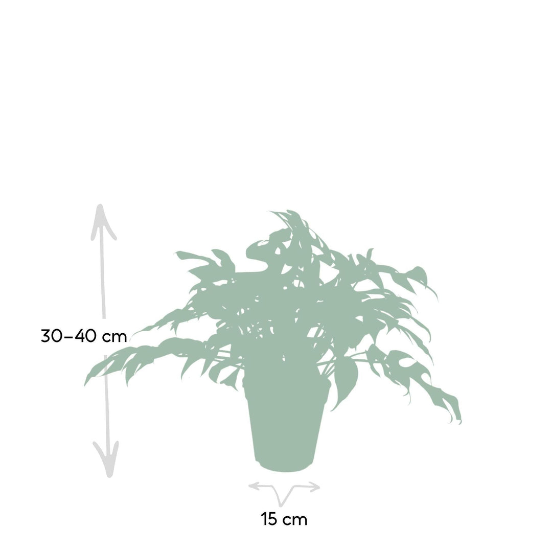 Monstera Minima - Lochpflanze - 30cm - Ø15-Plant-Botanicly