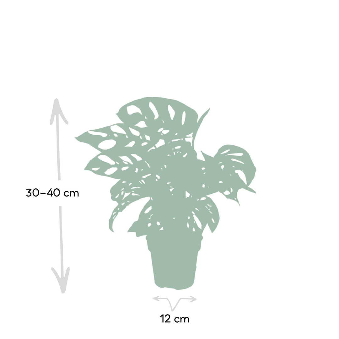 Monstera Monkey Leaf - Lochpflanze - 30cm - Ø12-Plant-Botanicly