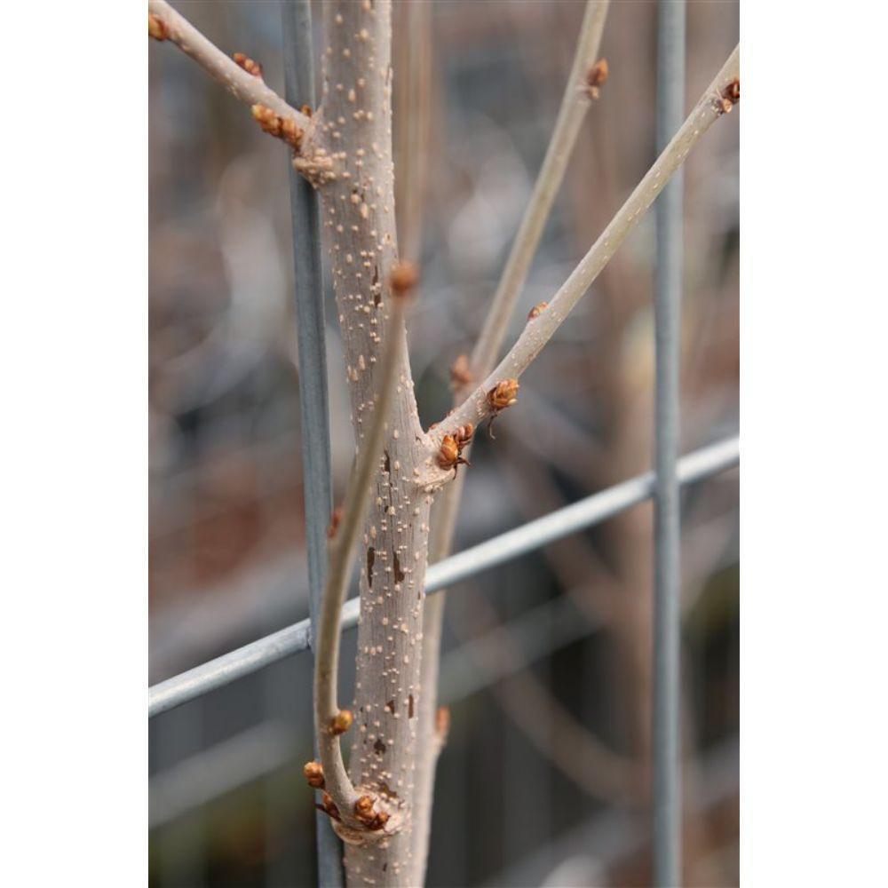 Morus rotundiloba Mojo Berry - ↨180cm - 1 stuks-Plant-Botanicly