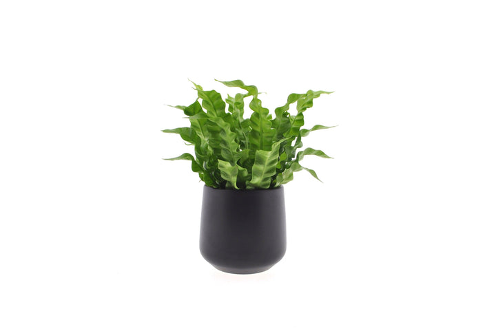 Nestfarn (Asplenium Nidus Crispy Wave) - Nachhaltige Zimmerpflanzen kaufen Botanicly Foto 1