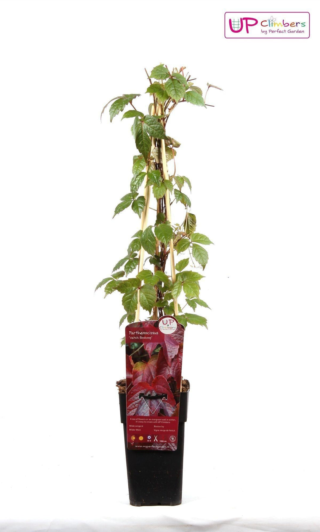 Parthenocissus tricuspidata 'Veitch Boskoop' - ↨65cm - Ø15-Plant-Botanicly