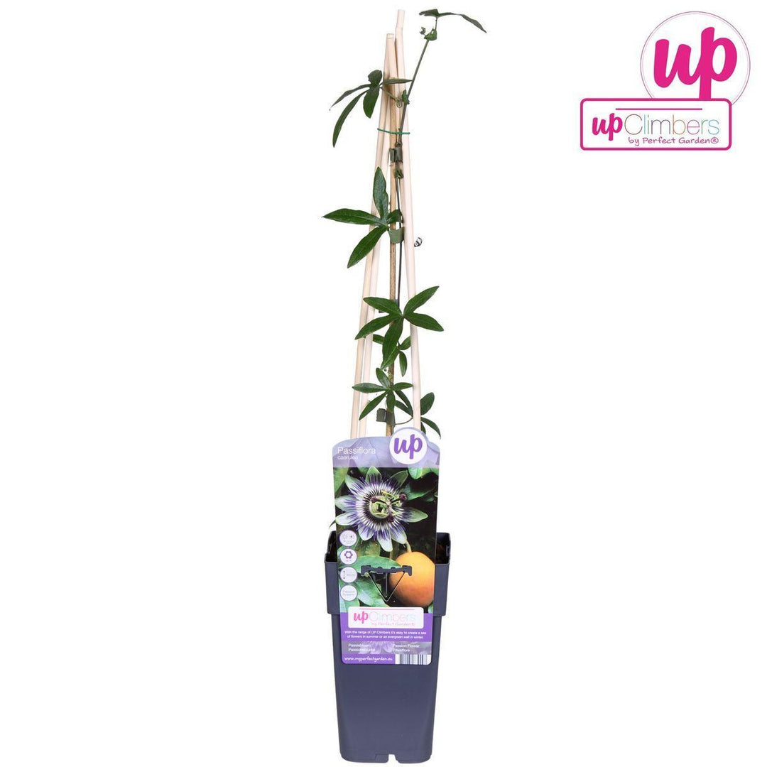 Passiflora caerulea - ↨65cm - Ø15-Plant-Botanicly