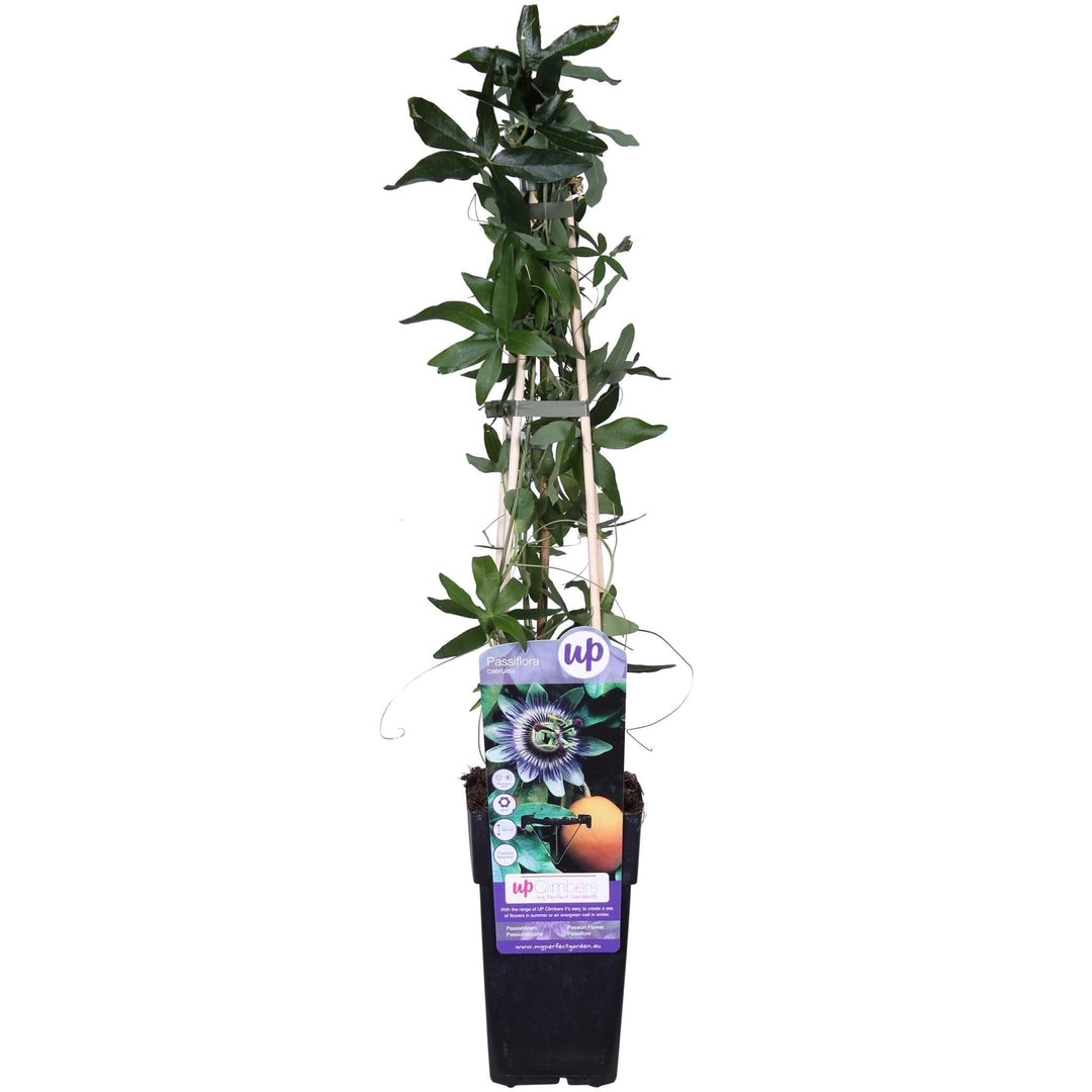 Passiflora caerulea - ↨65cm - Ø15-Plant-Botanicly