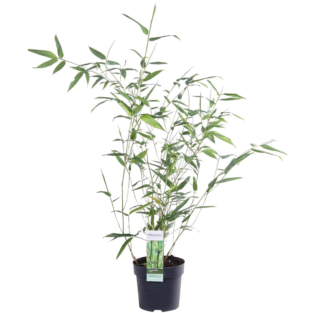 Phyllostachys 'Bissetii' - ↨40cm - Ø14-Plant-Botanicly