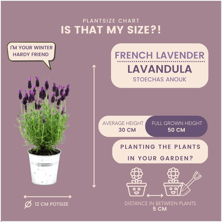 Plants by Frank - Lavandula stoechas Anouk® im Dekotopf 'Old Look' - 13 cm Topf - 3er-Set Französischer Lavendel im Dekotopf-Plant-Botanicly