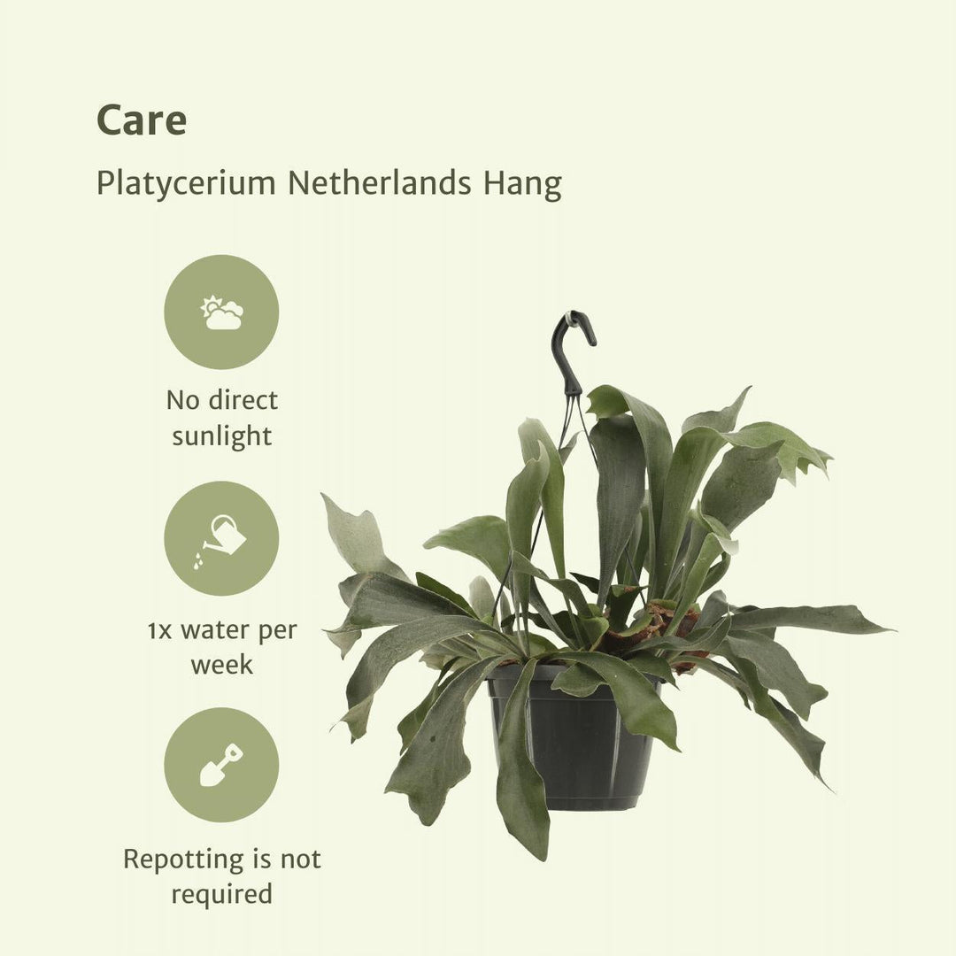 Platycerium Niederlande Hang - Hirschhornfarn - 30cm - Ø17-Plant-Botanicly