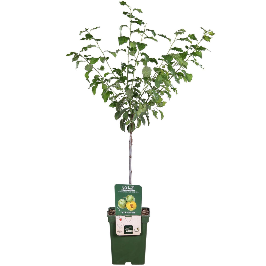 Prunus domestica 'Reine-Claude Vert' - ↨100cm - Ø23-Plant-Botanicly