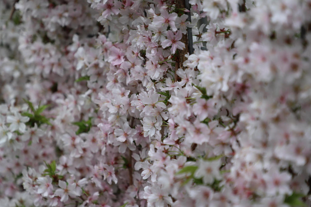 Prunus nipponica 'Brillant' - ↨180cm - 1 stuks-Plant-Botanicly