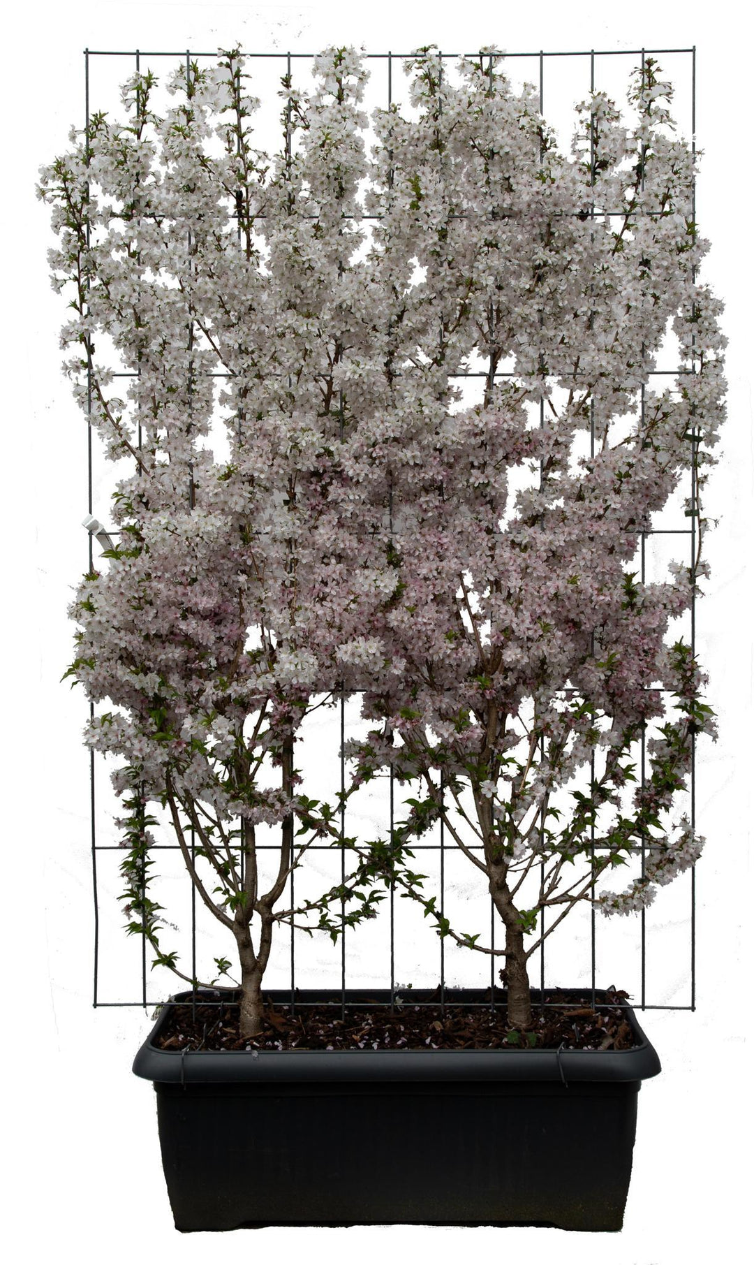 Prunus nipponica 'Brillant' - ↨180cm - 1 stuks-Plant-Botanicly