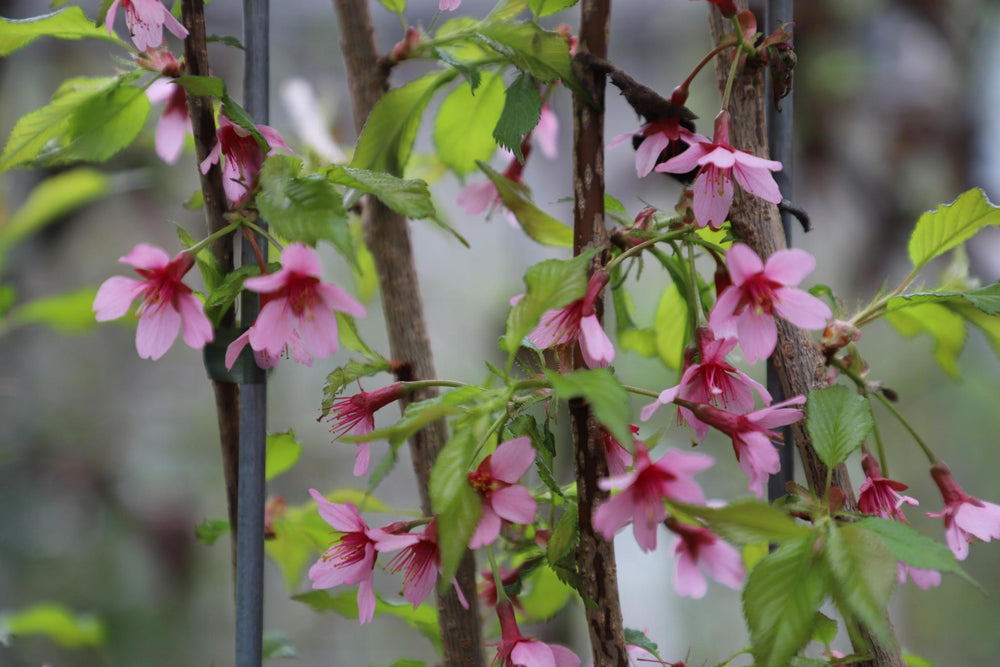 Prunus 'Okame' - ↨180cm - 1 stuks-Plant-Botanicly