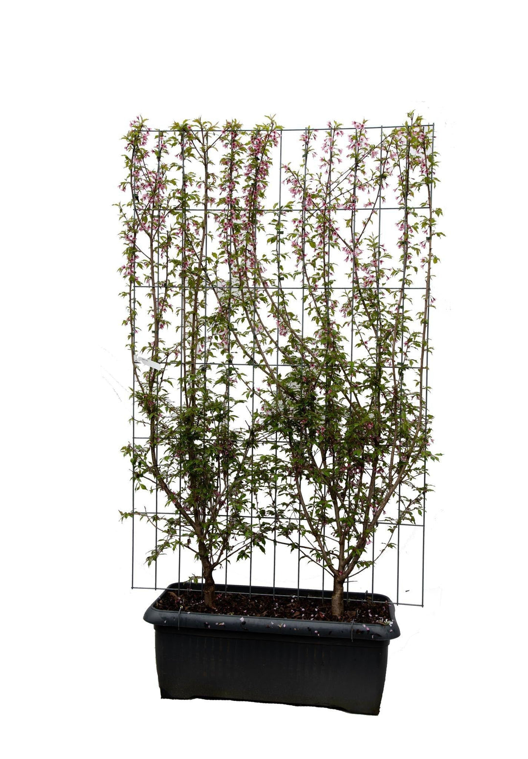 Prunus 'Okame' - ↨180cm - 1 stuks-Plant-Botanicly