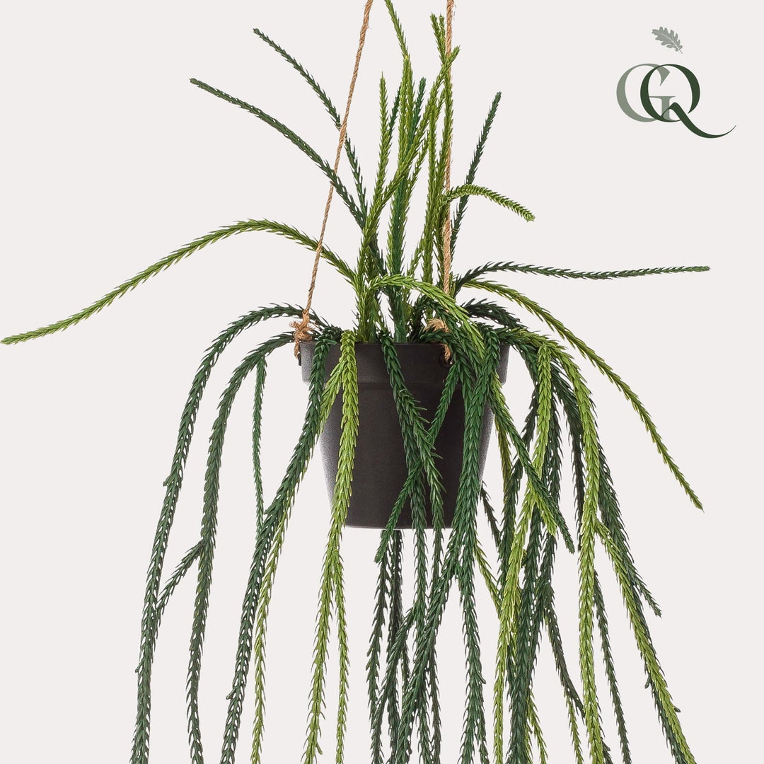 Rhipsalis - Korallenkaktus - 85 cm - kunstplant-Plant-Botanicly