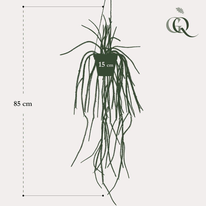 Rhipsalis - Korallenkaktus - 85 cm - kunstplant-Plant-Botanicly