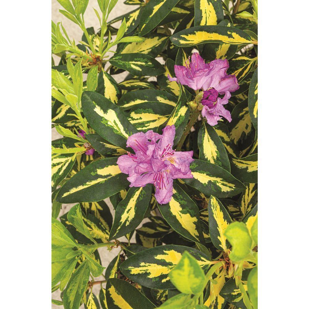 Rhododendron 'Blattgold' - ↨35cm - Ø19cm-Plant-Botanicly