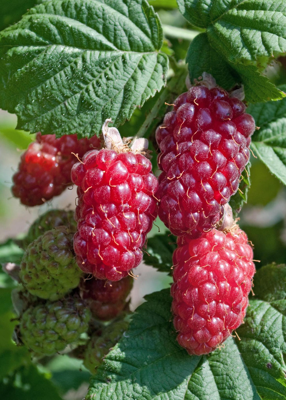 Rubus Tayberry - ↨45cm - Ø13-Plant-Botanicly