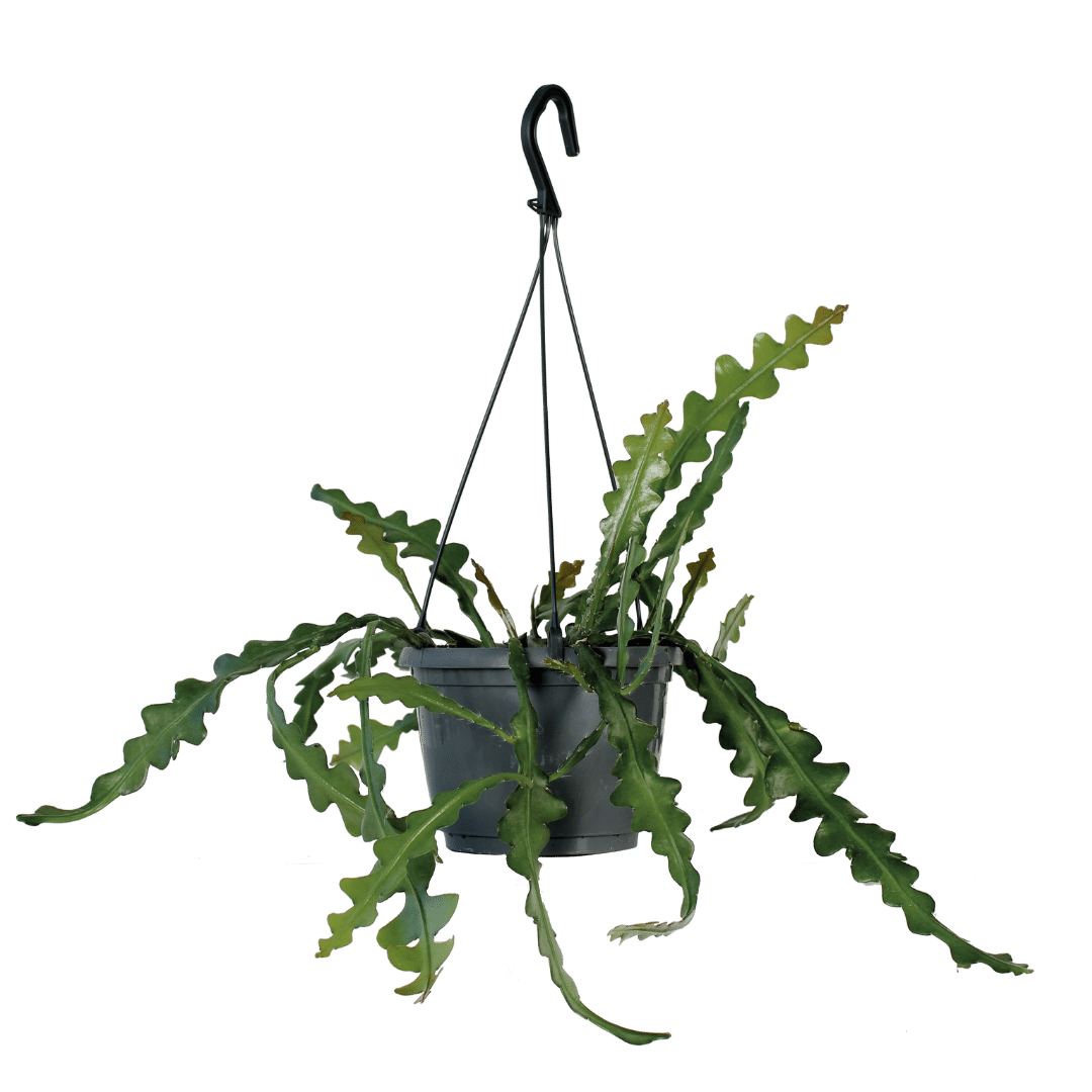 Rude Bastard (Epiphyllum Anguliger) - Nachhaltige Zimmerpflanzen kaufen Botanicly Foto 1