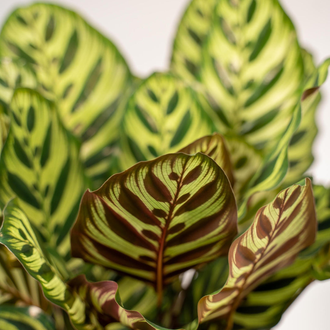 Schattenpflanzen-Duo - 2x Calathea Makoyana - 40cm hoch, ø14cm - Zimmerpflanze - Schattenpflanze - Luftreinigend-Plant-Botanicly