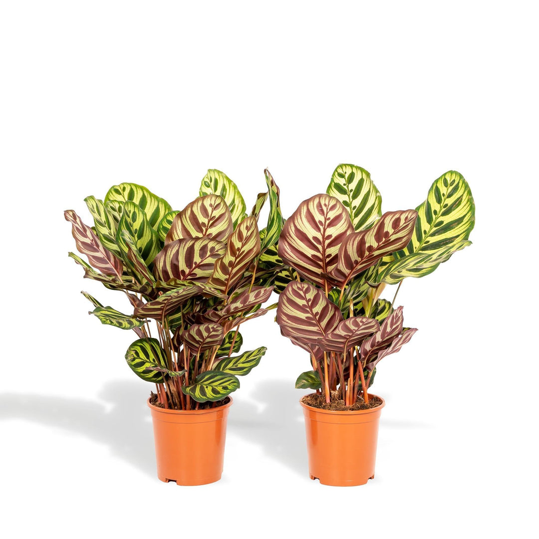 Schattenpflanzen-Duo - 2x Calathea Makoyana - 40cm hoch, ø14cm - Zimmerpflanze - Schattenpflanze - Luftreinigend-Plant-Botanicly