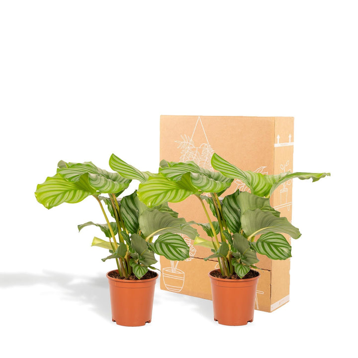 Schattenpflanzen-Duo - 2x Calathea Orbifolia - 40cm hoch, ø14cm - Zimmerpflanze - Schattenpflanze - Luftreinigend-Plant-Botanicly