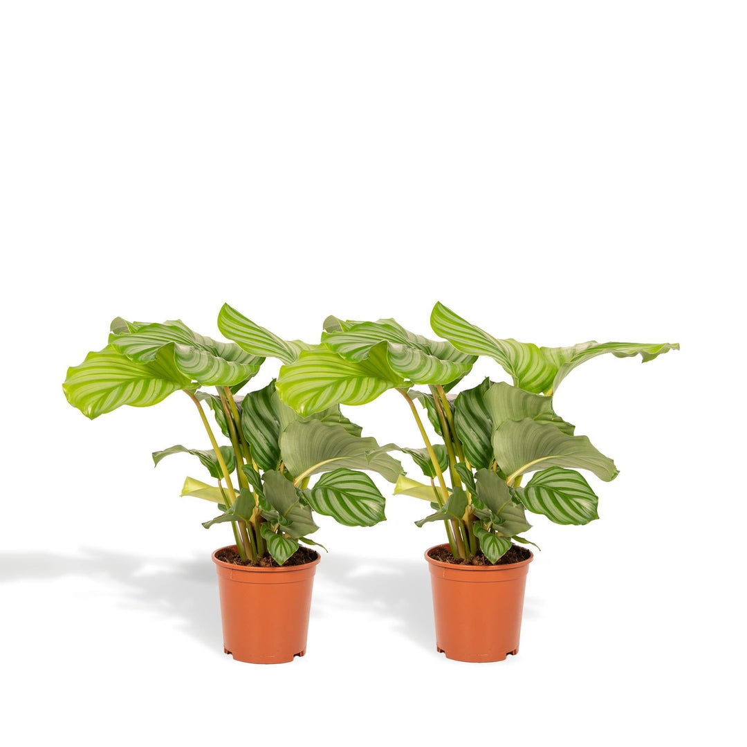 Schattenpflanzen-Duo - 2x Calathea Orbifolia - 40cm hoch, ø14cm - Zimmerpflanze - Schattenpflanze - Luftreinigend-Plant-Botanicly
