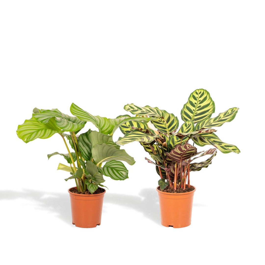 Schattenpflanzenmix - 1x Calathea Makoyana & 1x Calathea Orbifolia - 40cm hoch, ø14cm - Zimmerpflanze - Schattenpflanze - Luftreinigend-Plant-Botanicly