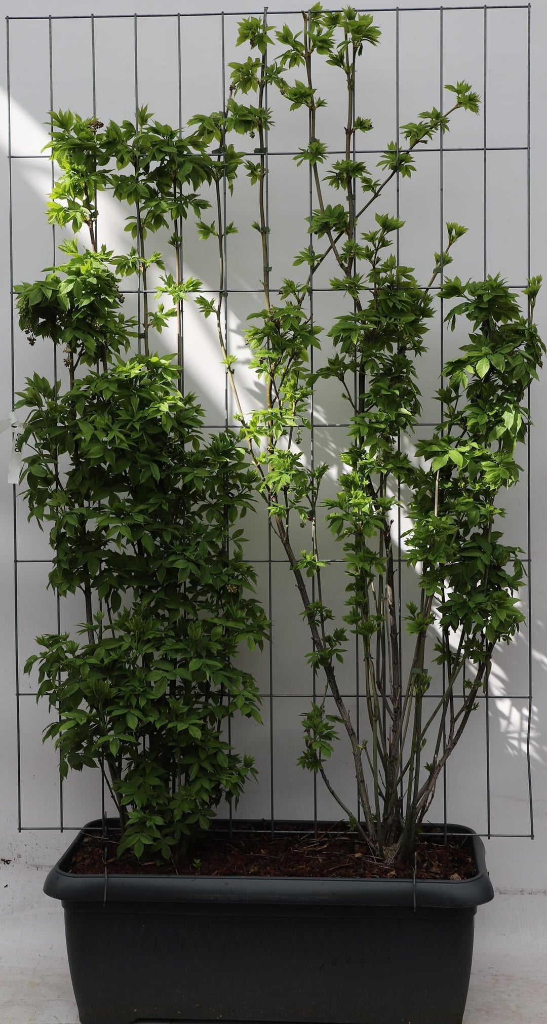 Staphylea pinnata - ↨180cm - 1 stuks-Plant-Botanicly