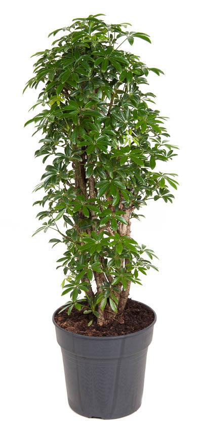 Strahlenaralie (Schefflera arboricola Luseana) - Nachhaltige Zimmerpflanzen kaufen Botanicly Foto 1
