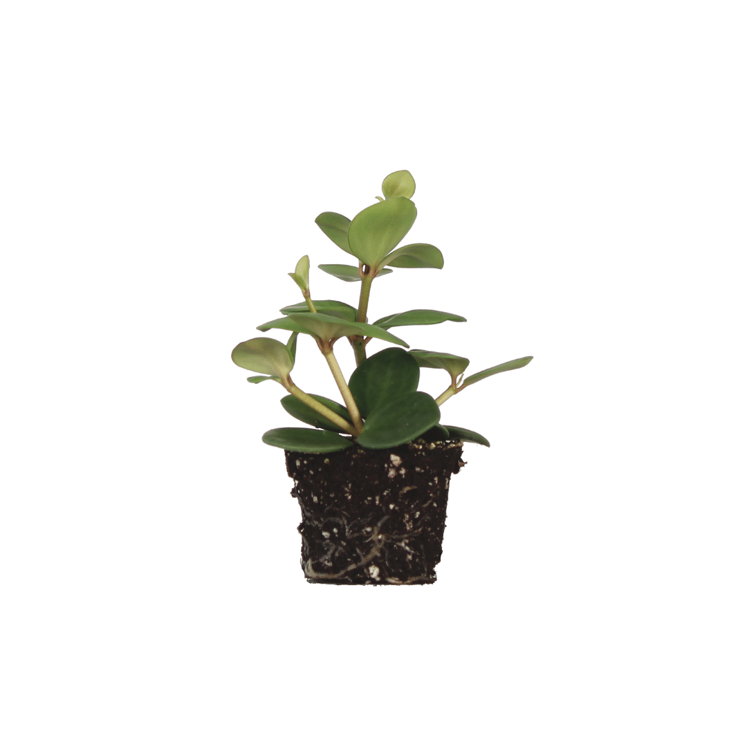 Strict Devil Kid (Peperomia Hope stekje String of Turtles) - Nachhaltige Zimmerpflanzen kaufen Botanicly Foto 1